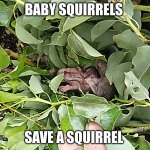 Save a Squirrel day by www.treeandpalmservice.com | BABY SQUIRRELS; SAVE A SQUIRREL | image tagged in baby squirrel | made w/ Imgflip meme maker