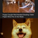 Puppy toilet paper thief