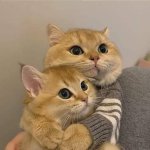 hugging cats template