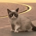 grumpy cat meow | MEOW | image tagged in gifs,cats,grumpy cat,memes,funny,meow | made w/ Imgflip video-to-gif maker