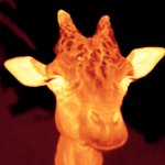 Infrared Giraffe