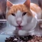Cat Eating Then Looking At The Camera GIF Template