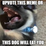 angy doggo | UPVOTE THIS MEME OR; THIS DOG WILL EAT YOU | image tagged in angy doggo | made w/ Imgflip meme maker