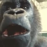 shocked gorilla GIF Template