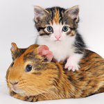 Cute kitten sitting on a guinea pig