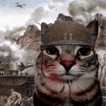 War Cat meme