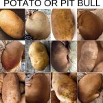 pit bull or potato meme