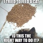Am I right? | I TRIED TO FEED A CAT; IS THIS THE RIGHT WAY TO DO IT? | image tagged in catto | made w/ Imgflip meme maker