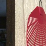 What the fly doing GIF Template