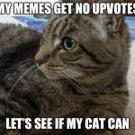 Jinxy | MY MEMES GET NO UPVOTES; LET’S SEE IF MY CAT CAN | image tagged in jinxy,cats,memes,funny,oh wow are you actually reading these tags,you have been eternally cursed for reading the tags | made w/ Imgflip meme maker