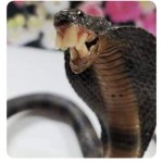 snake with teeth