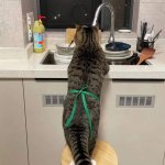 Cat washing Dishes