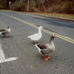 Three geese on road