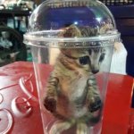 cat in cup