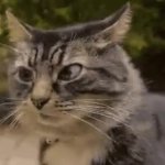 Cat worried GIF Template