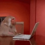 monkey office GIF Template