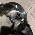 Funny dog