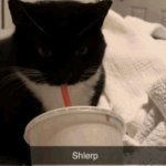 Shlerp | image tagged in shlerp | made w/ Imgflip meme maker