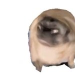 Dancing pug GIF Template