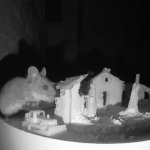 Mouse eats Gingerbread House meme