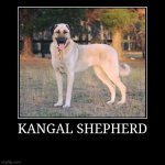 Kangal Shepherd meme