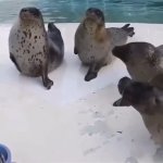Seals Clapping GIF Template