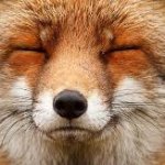 fox template
