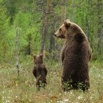 Do bears pee in the woods?