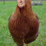 Trump chicken meme