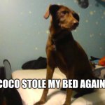 coco stole my bed again | COCO STOLE MY BED AGAIN | image tagged in coco,cute dog,funny dogs,stole my bed | made w/ Imgflip meme maker