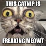Crazy Cat | THIS CATNIP IS; FREAKING MEOWT | image tagged in crazy cat,catnip | made w/ Imgflip meme maker