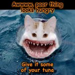 It’s just gonna want more | Awwww, poor thing
looks hungry; Give it some
of your tuna | image tagged in shat,shark,cat,memes,sharing is caring,monster | made w/ Imgflip meme maker