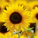 Sunflower Meme Generator - Imgflip