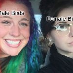 Rainbow hair vs Dark hair | Female Birds; Male Birds | image tagged in rainbow hair vs dark hair | made w/ Imgflip meme maker