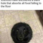 Black Hole Dog meme