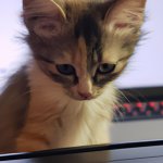 cute kitten sitting on a computer