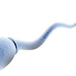 sperm cell