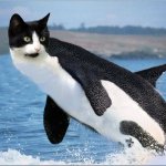 Orca with cat head