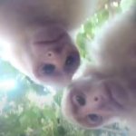 monky when gopro