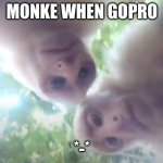 monke | MONKE WHEN GOPRO; *-* | image tagged in monky when gopro | made w/ Imgflip meme maker