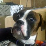 CRAP | THE MOMENT YOU
REALIZE YOUR HEADPHONES
AREN'T PLUGGED INTO YOUR CHROMEBOOK: | image tagged in blankie the shocked dog,relateable,funny,chromebook,school,dogs | made w/ Imgflip meme maker