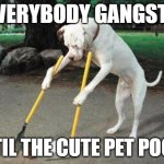 Dog poop | EVERYBODY GANGSTA; UNTIL THE CUTE PET POOPS | image tagged in dog poop,pets,funny | made w/ Imgflip meme maker