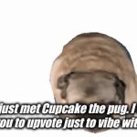 cupkaek | you just met Cupcake the pug. I wont tell you to upvote just to vibe with her. | image tagged in gifs,pug | made w/ Imgflip video-to-gif maker
