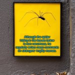 Spider | Although the spider hiding in the leaves below is non-venomous, he regularly writes mean comments on strangers' imgflip memes. | image tagged in it s a spider man,hides in leaves,writes mean comments,on imgflip memes,fun | made w/ Imgflip meme maker