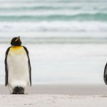 Wild Kingdom Penguins 1