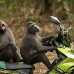 Motorcycle Monkeys