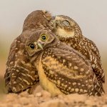 Shocked Owl