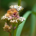 Laughing Mouse