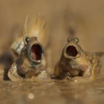 Singing Frogs