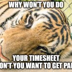 Do you even want to get paid | WHY WON'T YOU DO; YOUR TIMESHEET DON'T YOU WANT TO GET PAID | image tagged in sad tiger,timesheet reminder,timesheet meme,do you even want to get paid | made w/ Imgflip meme maker